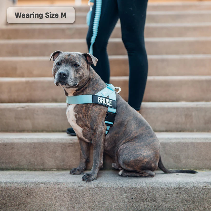 Dog Harness + FREE D-ring