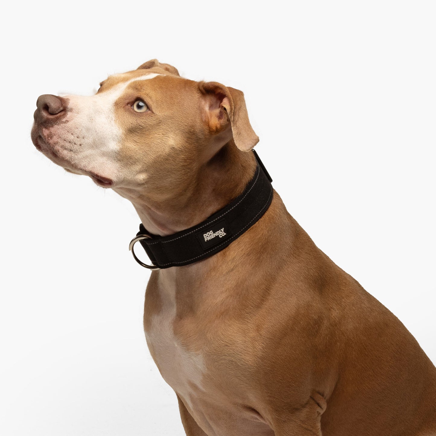 Collar Walk Set - Black