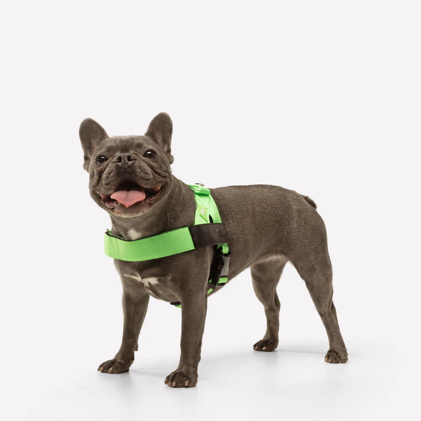 Dog Harness + FREE D-ring
