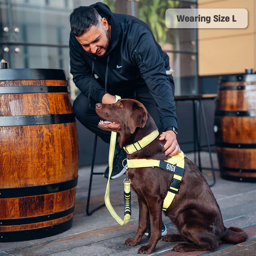 Dog Harness + FREE D-ring