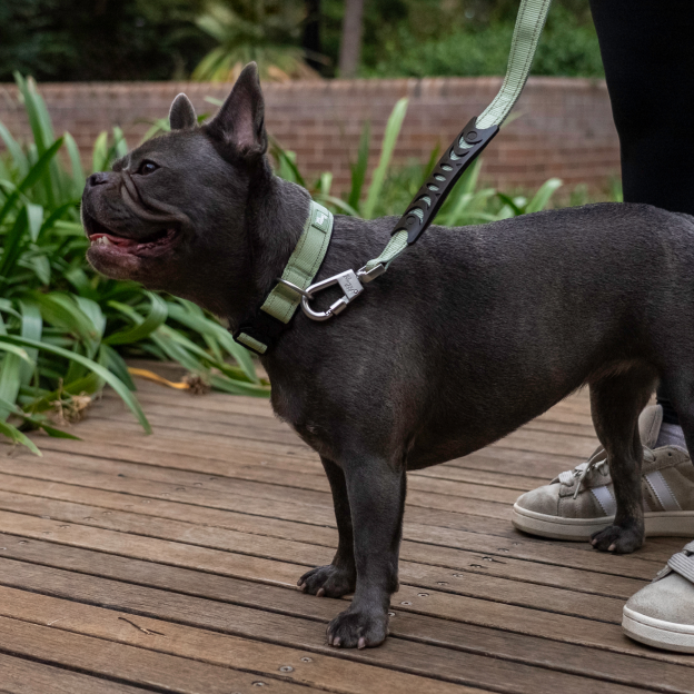 Collar Walk Set - Khaki