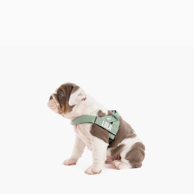 Dog Harness - Khaki