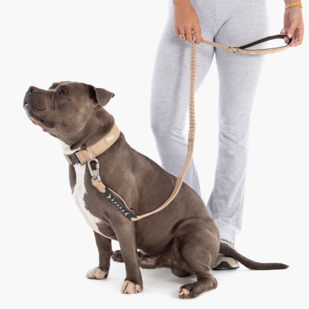 Collar Walk Set - Brown