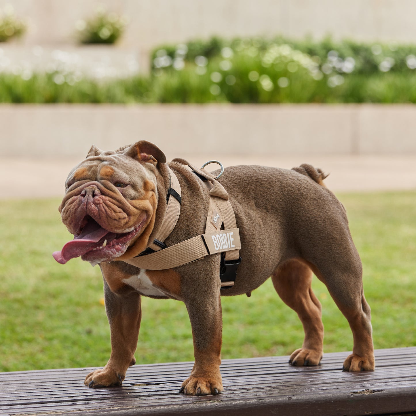 WALK #002 | Neutrals (Brown)