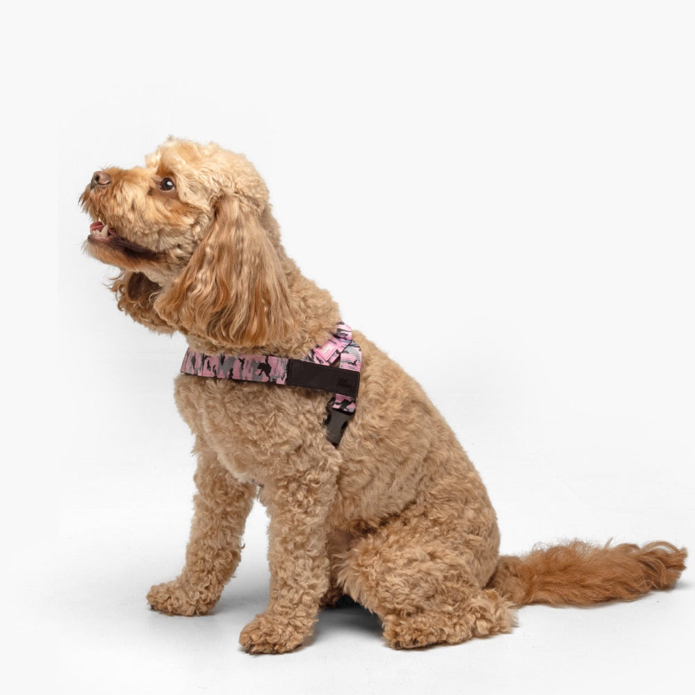 Dog Harness
