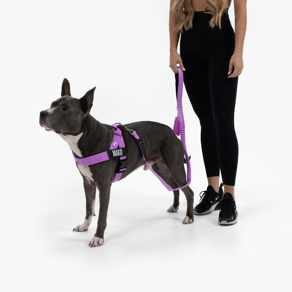 Dog Harness