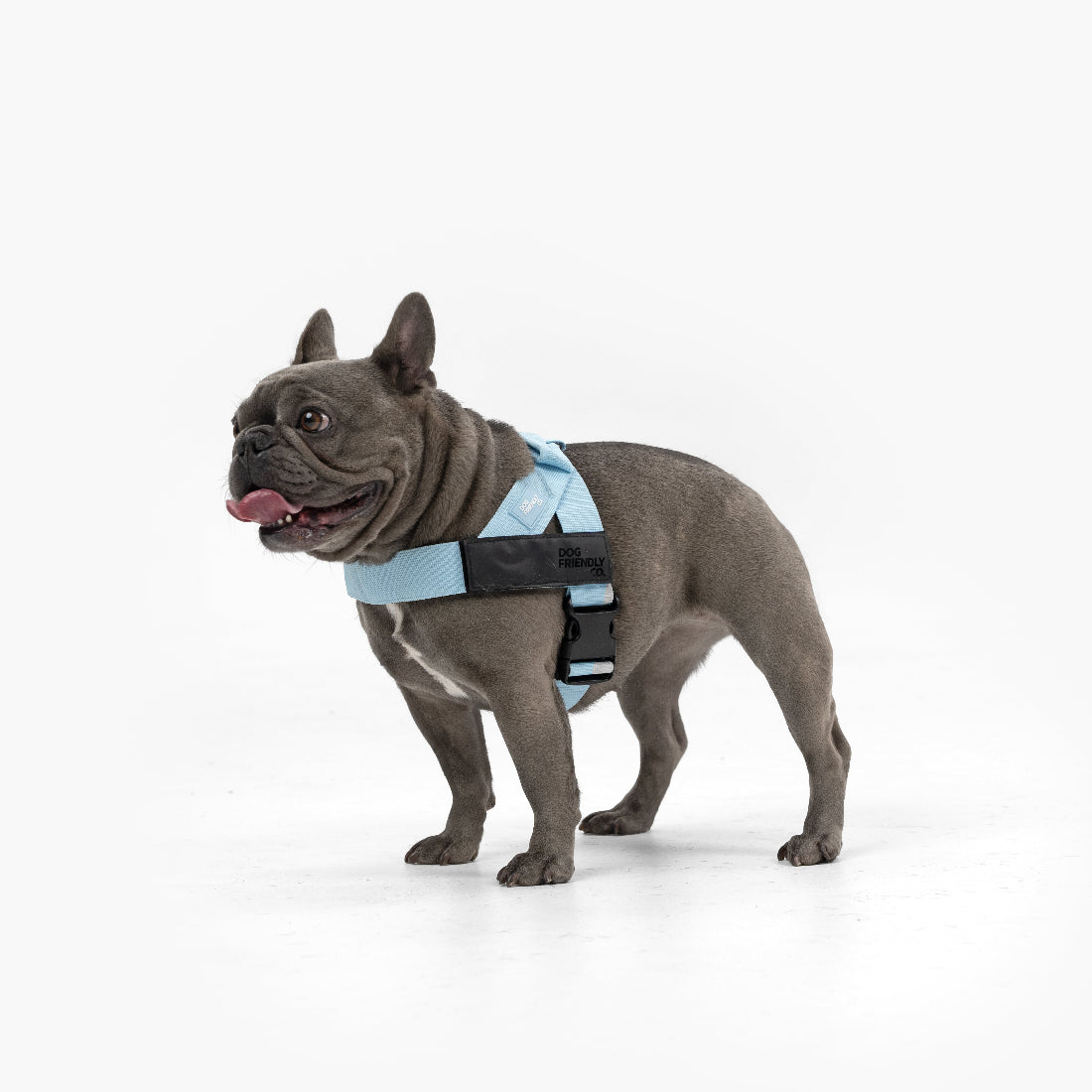Dog Harness