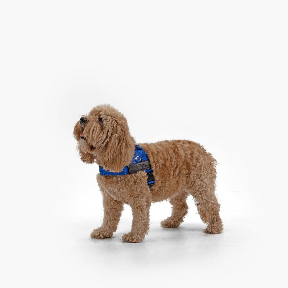 Dog Harness