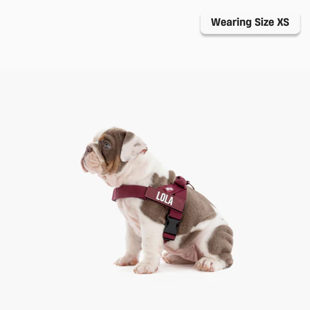 Signature Kit - Burgundy