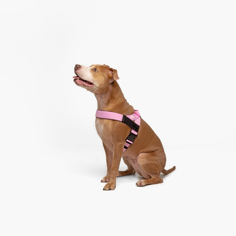 Dog Harness