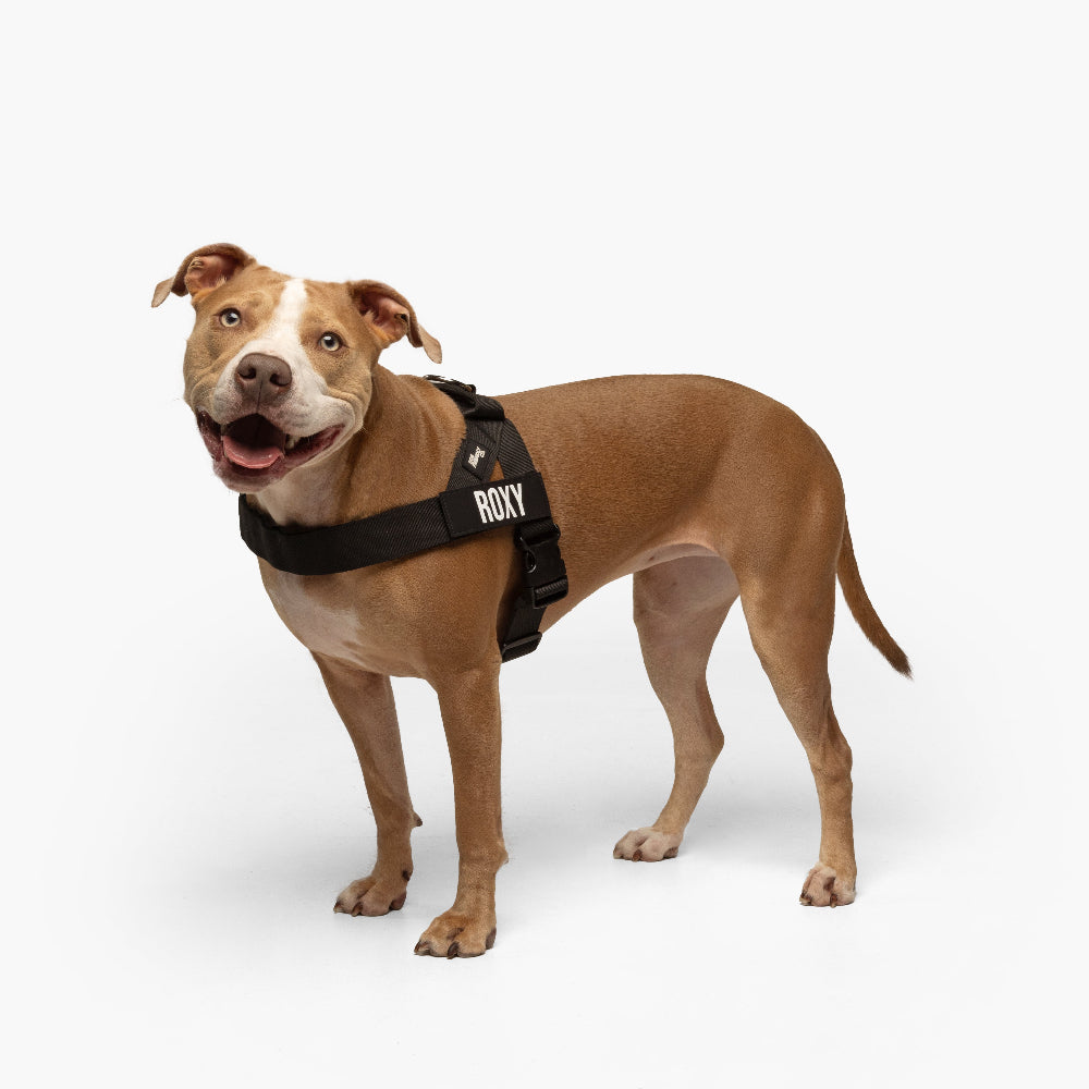 Dog Harness
