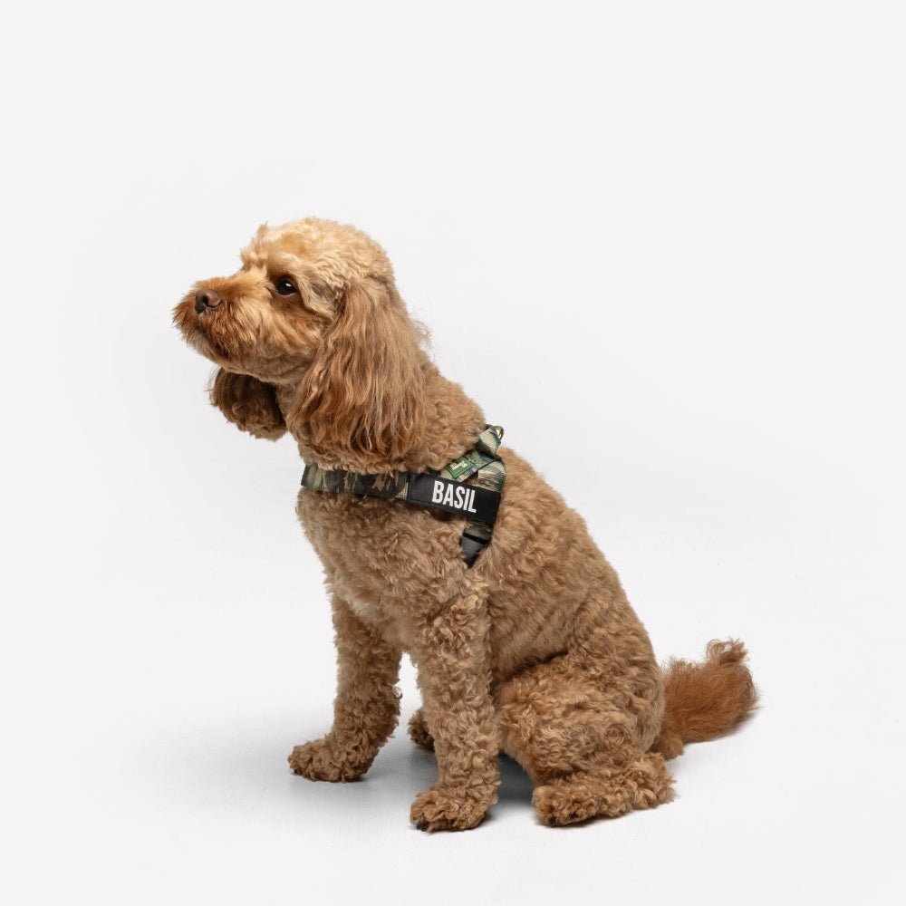 Dog Harness