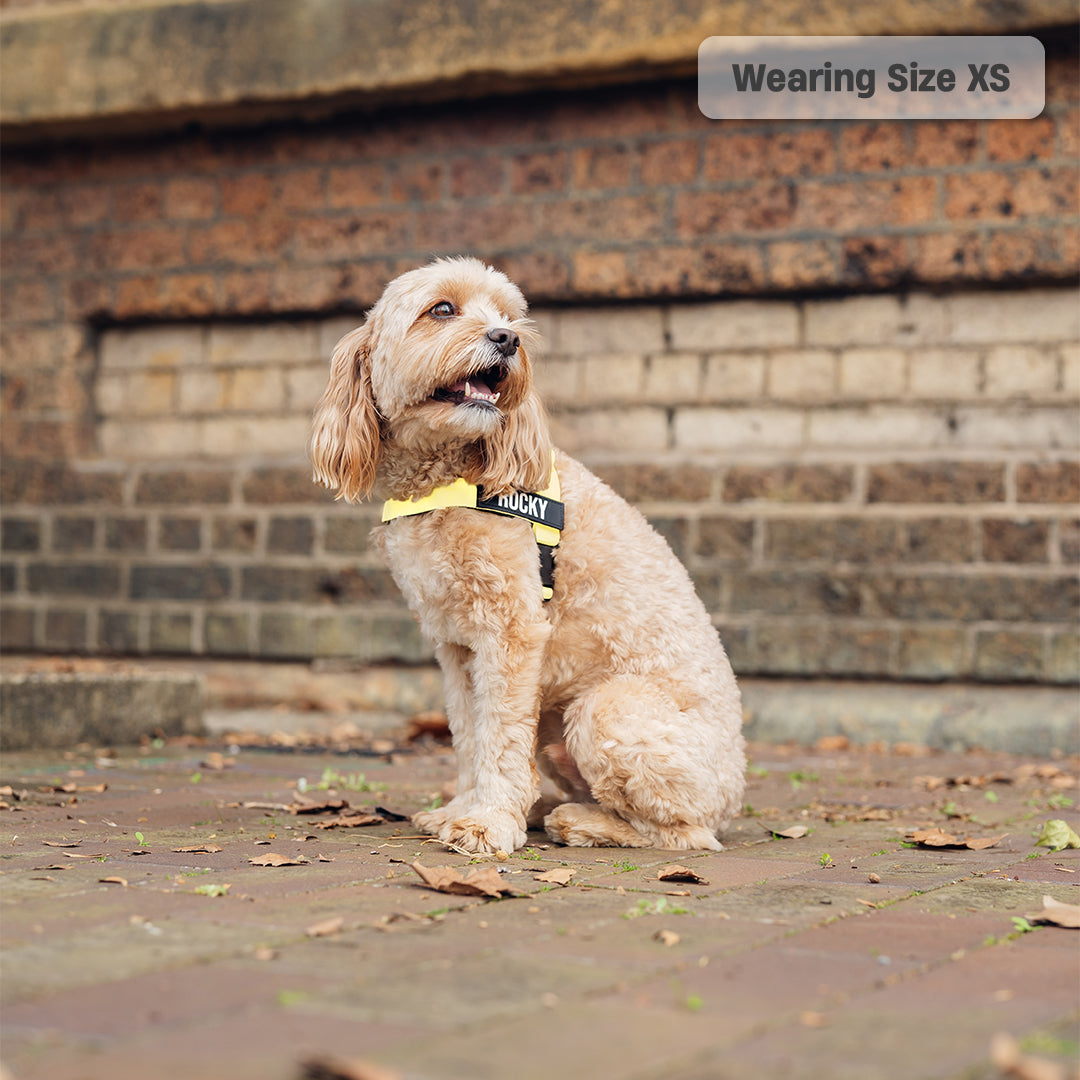 Dog Harness - Yellow