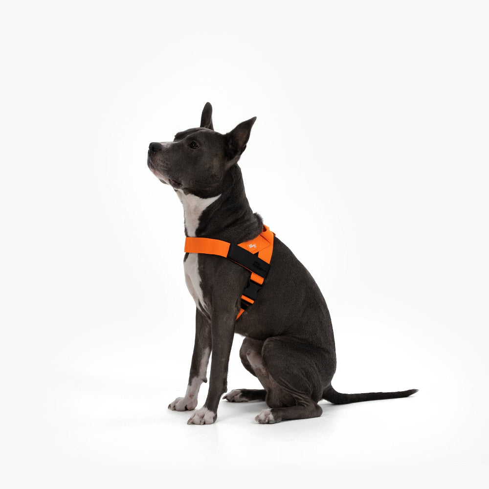 Dog Harness