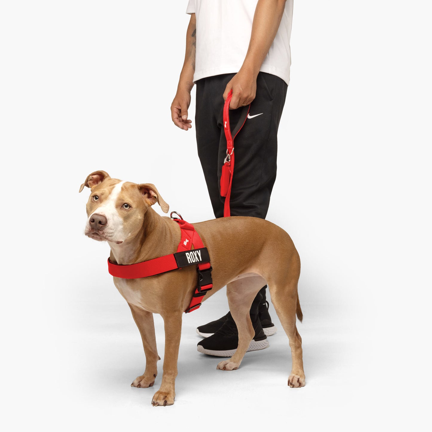 Dog Harness