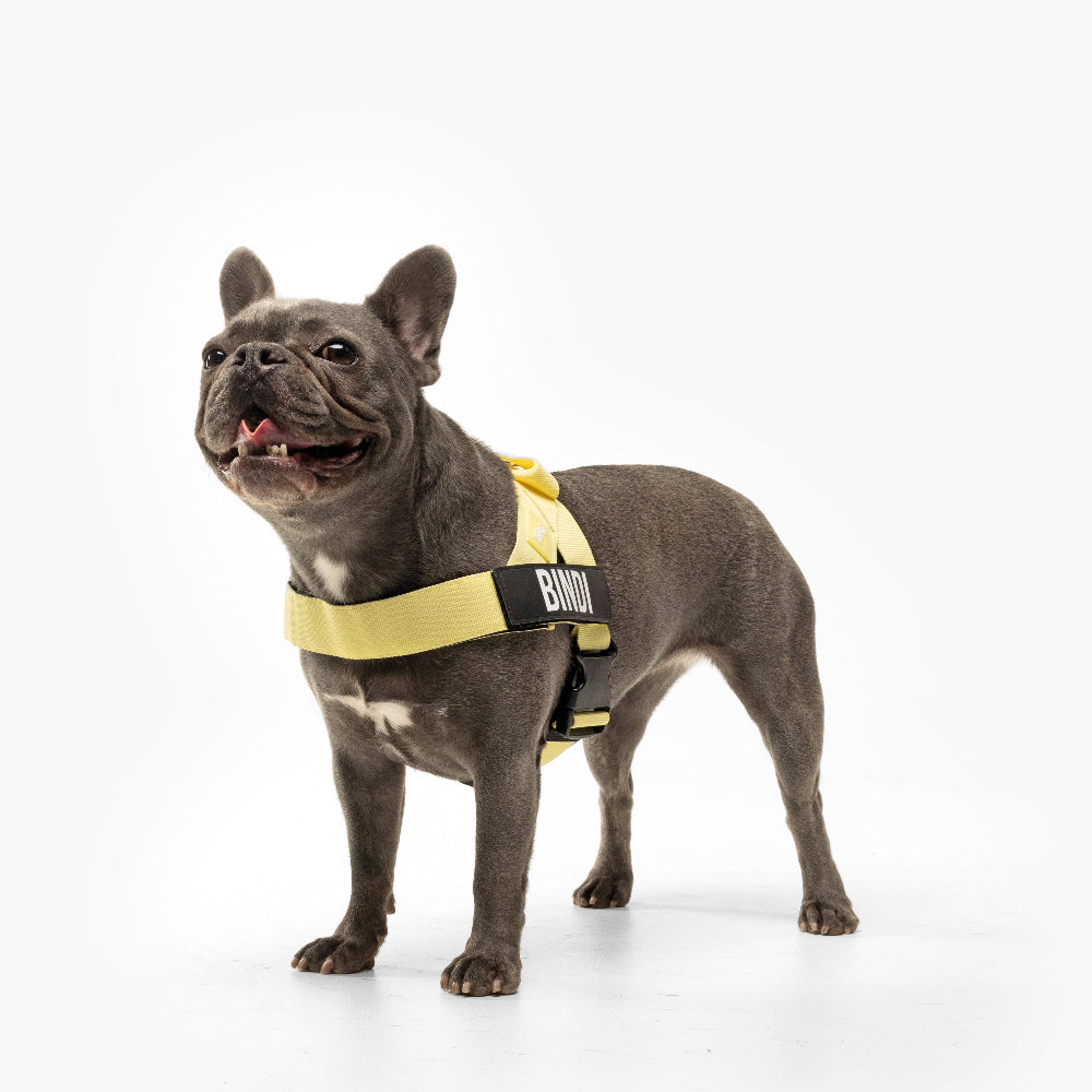 Dog Harness