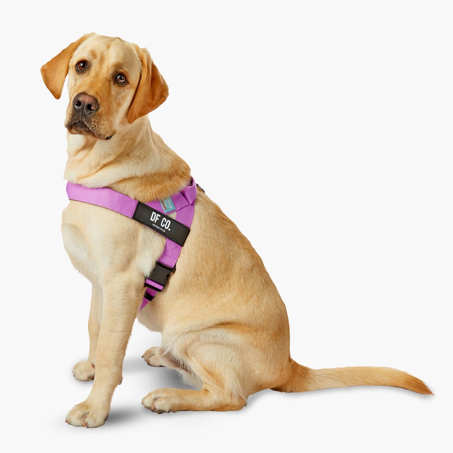 Dog Harness