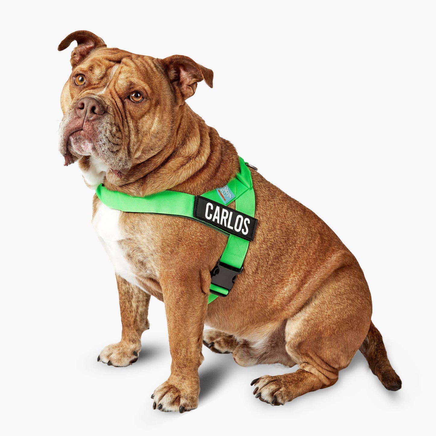 Dog Harness